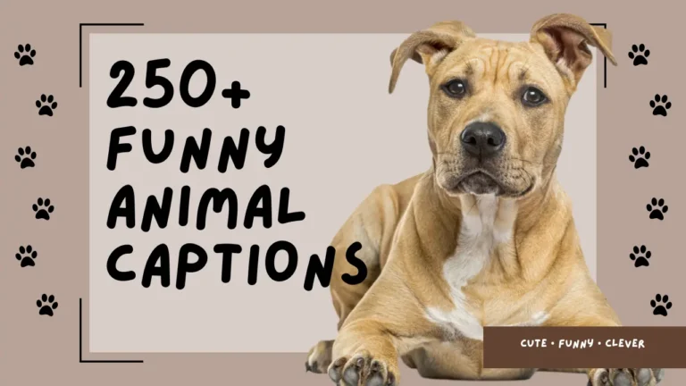 Funny Animal Captions