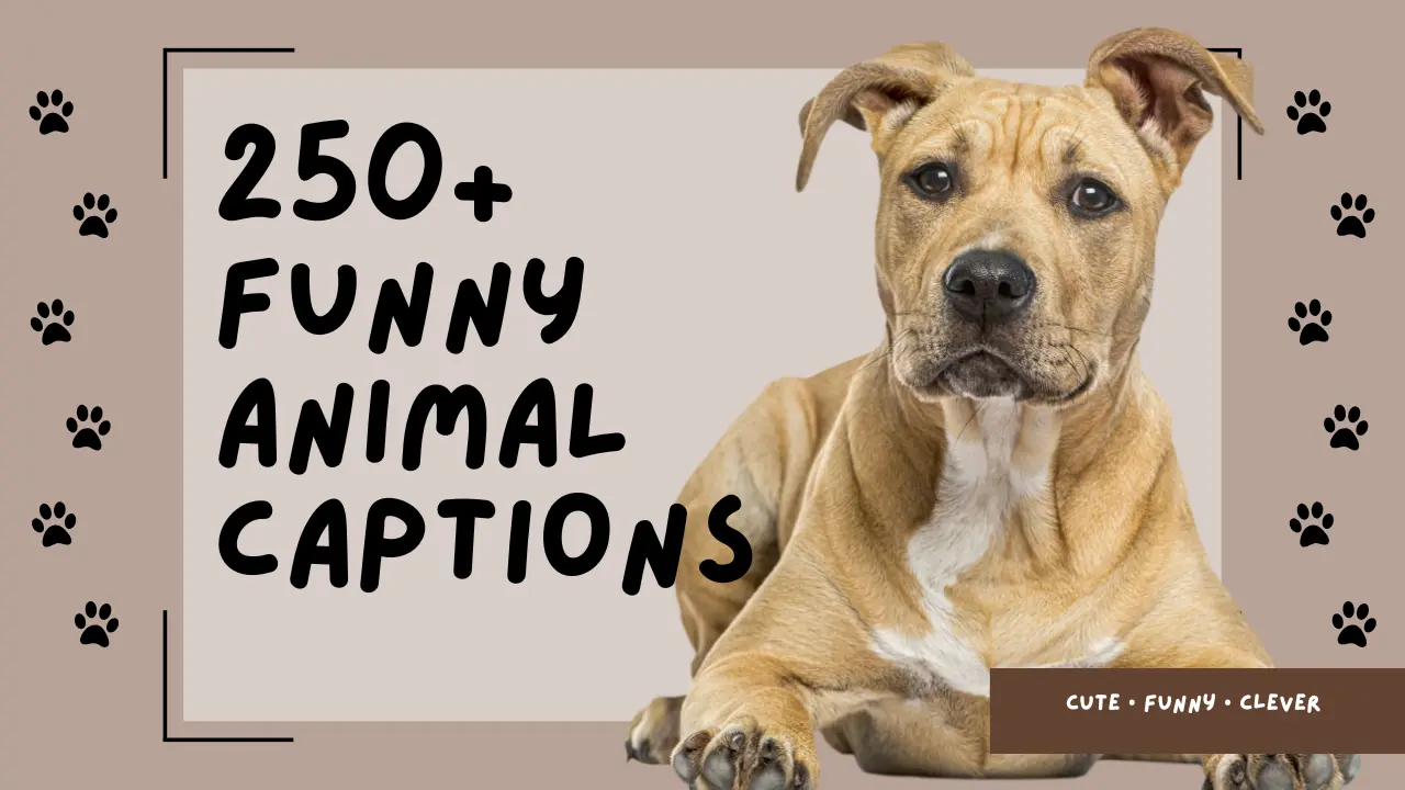Funny Animal Captions