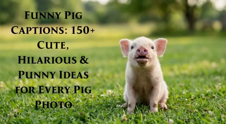 Funny Pig Captions