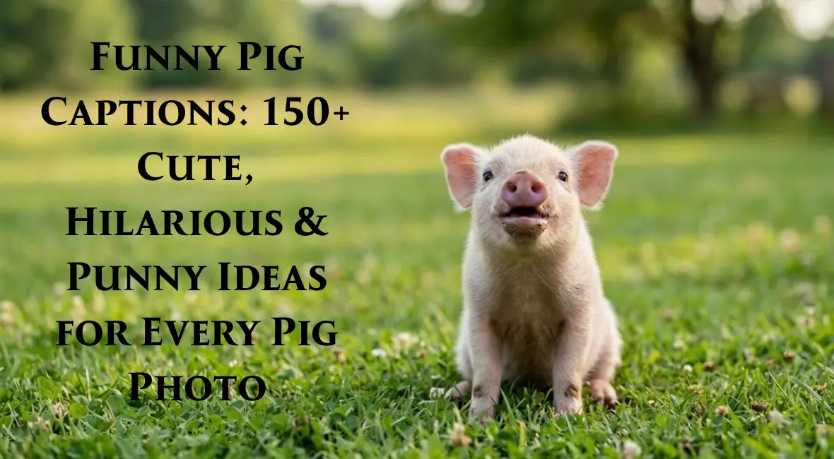 Funny Pig Captions