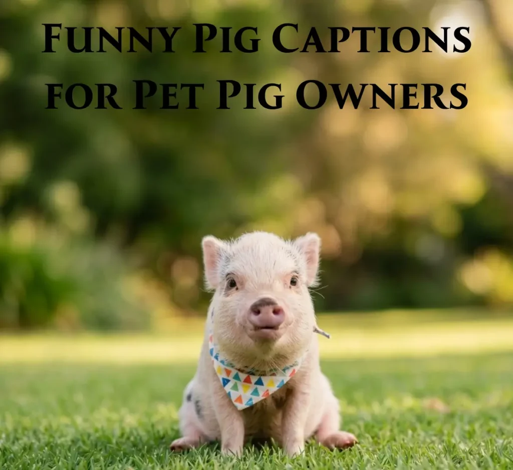 Funny Pig Captions for Pet Pig Owners