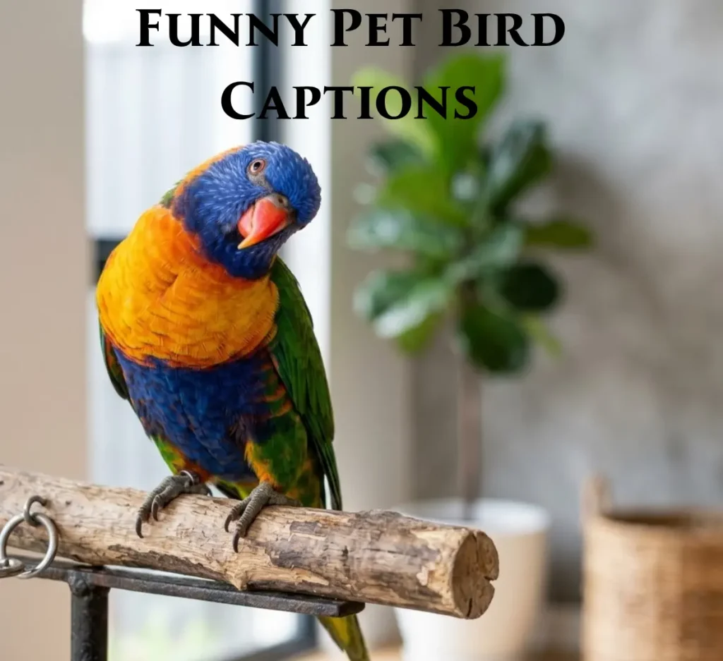 Funny Pet Bird Captions